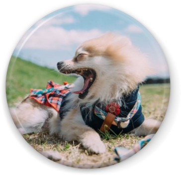 犬の缶バッチのサンプル写真
