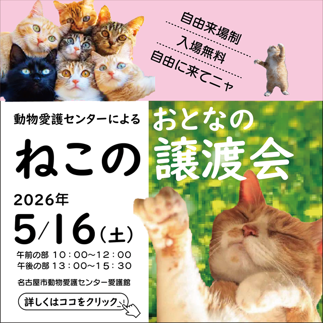 保護猫の譲渡会を開催します